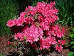 Рододендрон тупой 