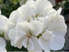 Пеларгония Moonflair White  (Контейнер 1,0л)