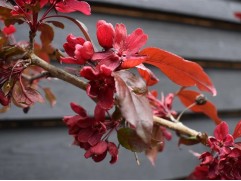 Яблоня декоративная Яблоня декоративная