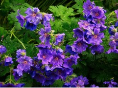 Герань великолепная 