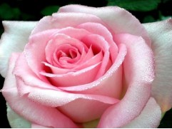 Роза чайно-гибридная 