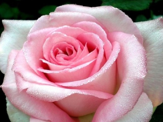 Роза чайно-гибридная Роза чайно-гибридная