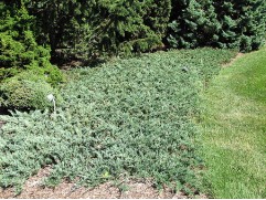 Можжевельник горизонтальный 