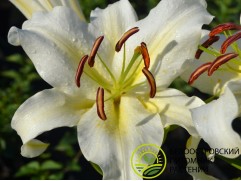 Лилия восточная Лилия восточная