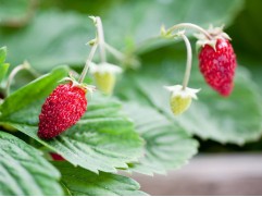 Земляника ремонтантная Земляника ремонтантная