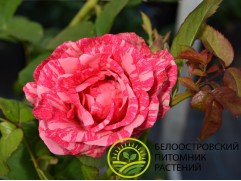 Роза чайно-гибридная 