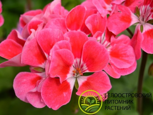 Пеларгония зональная Пеларгония зональная