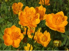 Купальница культурная Купальница культурная