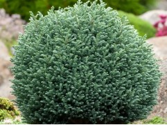 Кипарисовик горохоплодный 