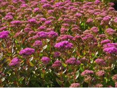 Очиток телефиум Очиток телефиум