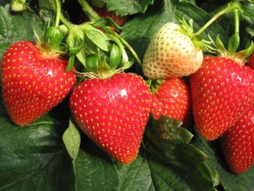 Земляника крупноплодная Земляника крупноплодная