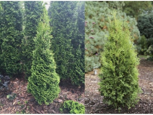 Туя западная Туя западная