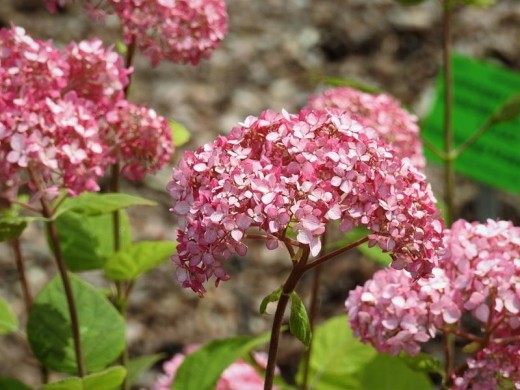 Гортензия древовидная Гортензия древовидная