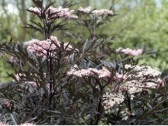 Бузина черная 