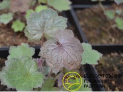 Гейхера гибридная 