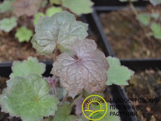 Гейхера гибридная 