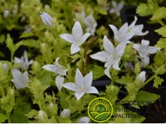 Колокольчик Пожарского Колокольчик Пожарского