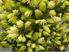 Ель канадская 