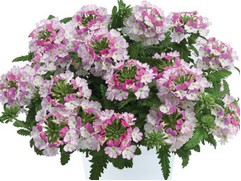 Вербена ампельная 