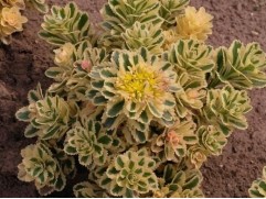 Очиток такесимский 