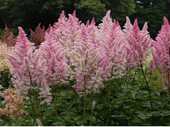 Астильба Арендса 