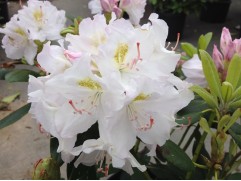 Рододендрон гибридный 