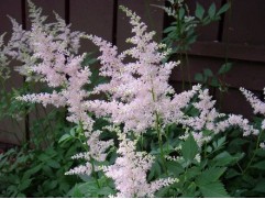 Астильба японская 