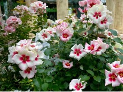 Роза персидская 