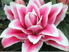 Лилия розовидная 