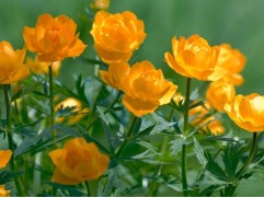 Купальница китайская 