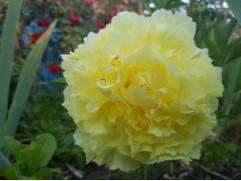 Пион Ито-гибрид 