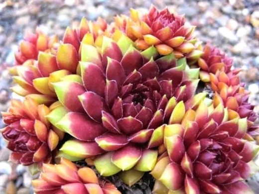 Молодило гибридное Молодило гибридное