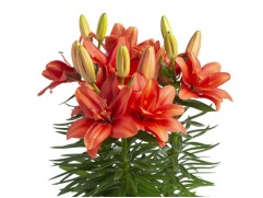 Лилия азиатская махровая 