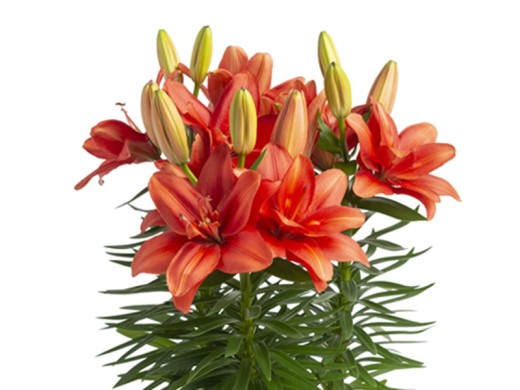 Лилия азиатская махровая 