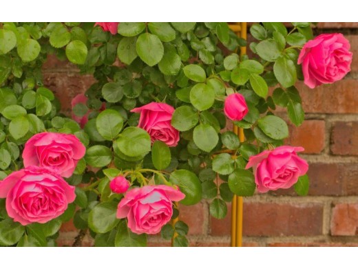 Роза плетистая Роза плетистая