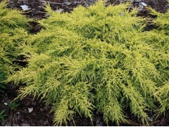 Можжевельник средний 