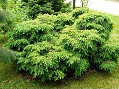 Тсуга канадская 