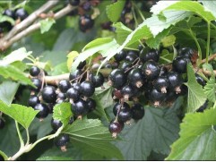 Смородина черная Смородина черная