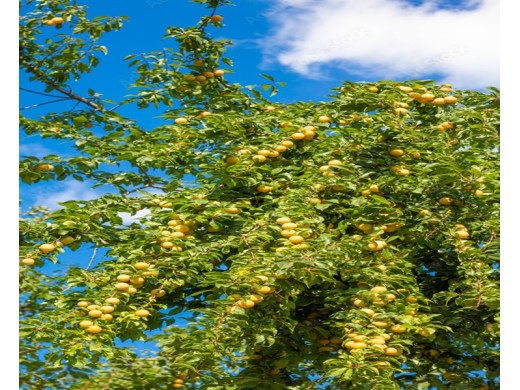 Алыча Алыча