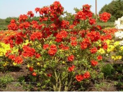 Рододендрон листопадный 