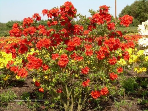 Рододендрон листопадный 