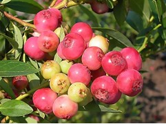 Голубика высокорослая 