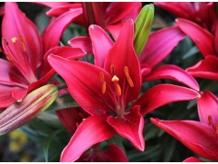 Лилия азиатская Лилия азиатская