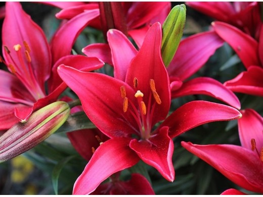 Лилия азиатская 