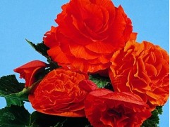 Бегония клубневая 