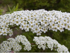 Спирея серая Спирея серая