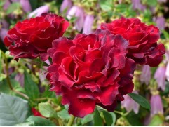 Роза чайно-гибридная 