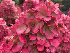 Гортензия метельчатая 