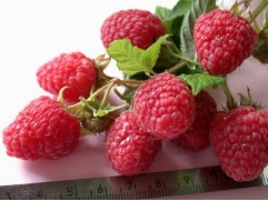 Малина Малина