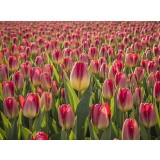 Тюльпан сорт 